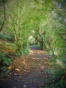 Autumn leaves line a wooded path beside the Argal reservoir. 