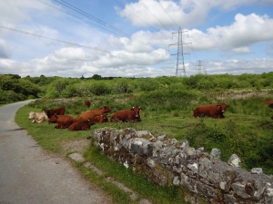 Cows and calves on the road near Tregoss.