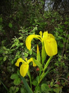 Yellow Flag Iris - Goss Moor, Cornwall.