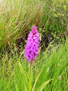 Southern Marsh Orchid.  - Goss Moor Cornwall.